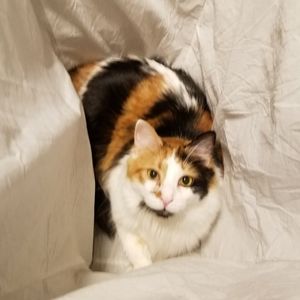 Meet your Posher, Sevanne